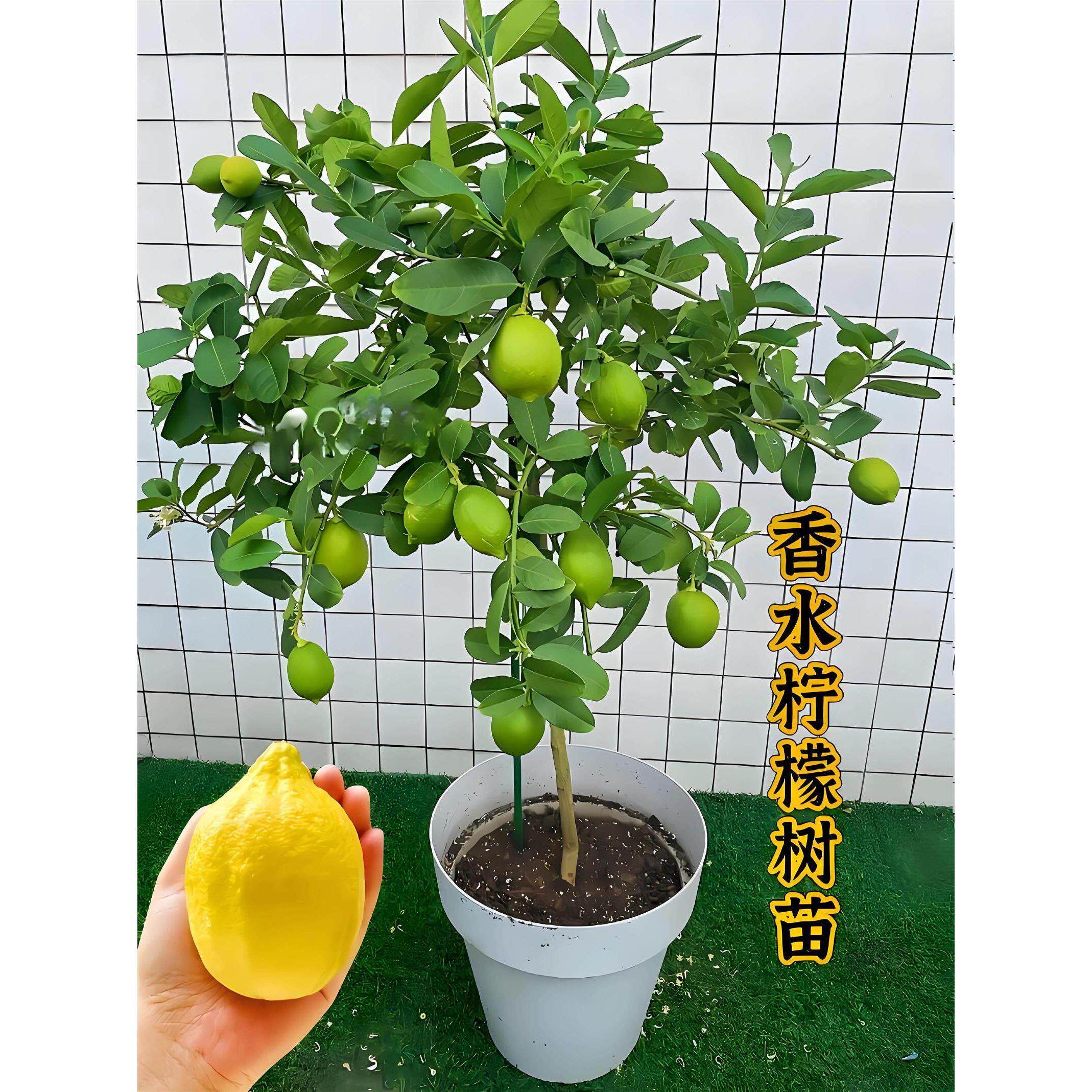 正宗广东香水柠檬树苗台湾无核柠檬盆栽阳台室内庭院种植当年结果