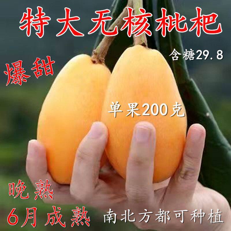 特大无核枇杷树苗大果无籽枇杷苗盆栽地栽南北方种植当年结果树苗