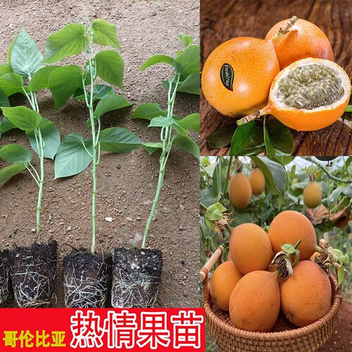 云南热情果苗一代苗哥伦比亚热情果苗纯甜不酸南方果树苗盆栽地栽
