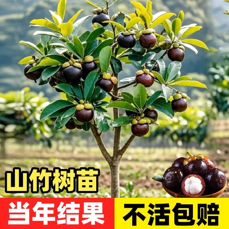泰国山竹树苗带果四季盆栽岭南黄金山竹嫁接无籽种植果树果苗南方图片