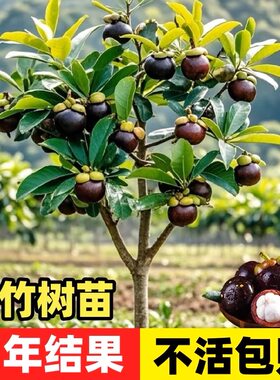 泰国山竹树苗带果四季盆栽岭南黄金山竹嫁接无籽种植果树果苗南方