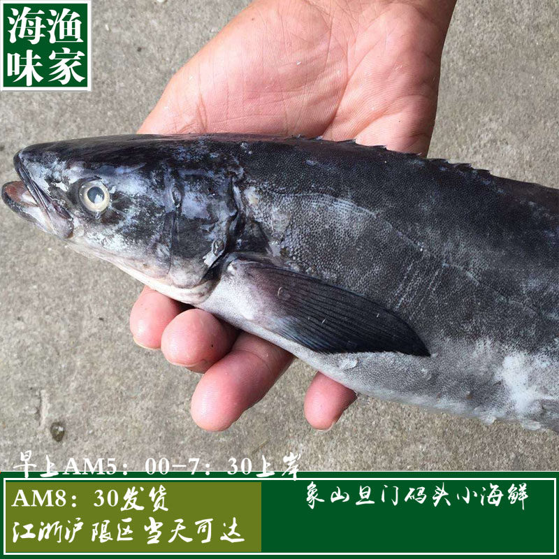 野生海黑鱼 军曹鱼 鳅鱼 蛇头鱼 乌鱼 乌棒 泥鳅 新鲜 全国5斤包