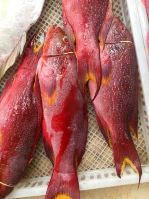 海钓石斑鱼鲜活野生深海燕尾斑红石斑鱼新鲜鱼类水产燕星斑东海