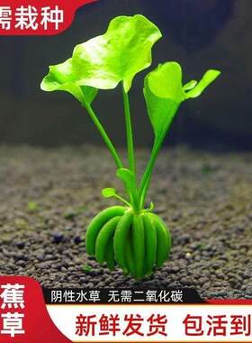 香蕉草懒人水草鱼缸造景