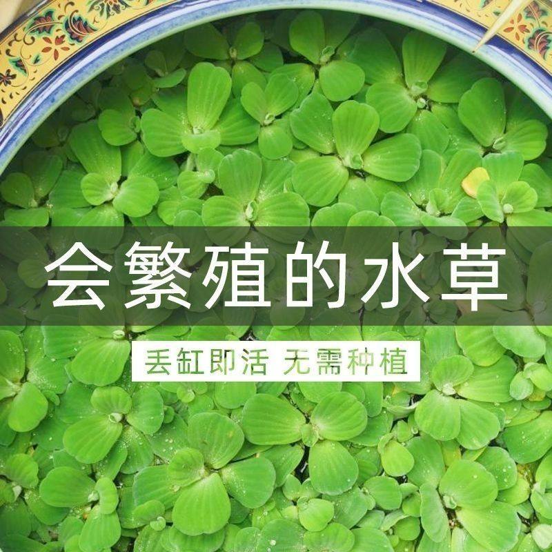 鱼缸专用水芙蓉水草根系发达植物漂养鱼虾龟好养活水培浮萍花,鲜花速递/花卉仿真/绿植园艺,海藻球,淘宝优惠券,粉丝福利购,淘宝优惠卷