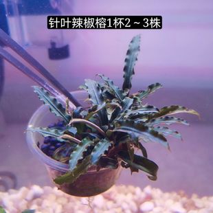 辣椒榕水草易鱼缸造景蓝精灵淡水植物沉木阴性无需co2幽灵布朗尼