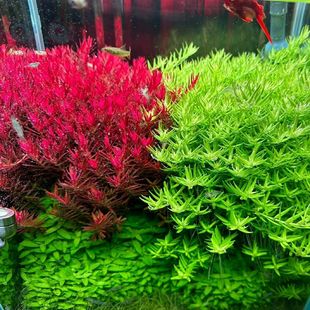 血红宫廷绿宫廷水下叶中后景宫廷水草组合草缸造景打头草荷兰景草