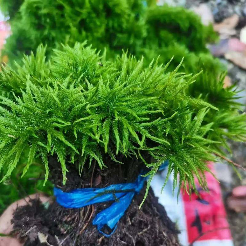 万年藓水草活体耐活耐低温苔藓鱼缸水族箱生态瓶雨淋缸造景水草,鲜花速递/花卉仿真/绿植园艺,海藻球,淘宝优惠券,粉丝福利购,淘宝优惠卷