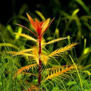 红雨伞水培清洁水草红色水草鱼缸变色花卉新鲜绿植七彩专用懒人