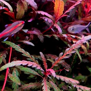 羽裂雨裂蓑衣水下植物草缸鱼缸中景造景阴性沉木懒人新手增氧水草