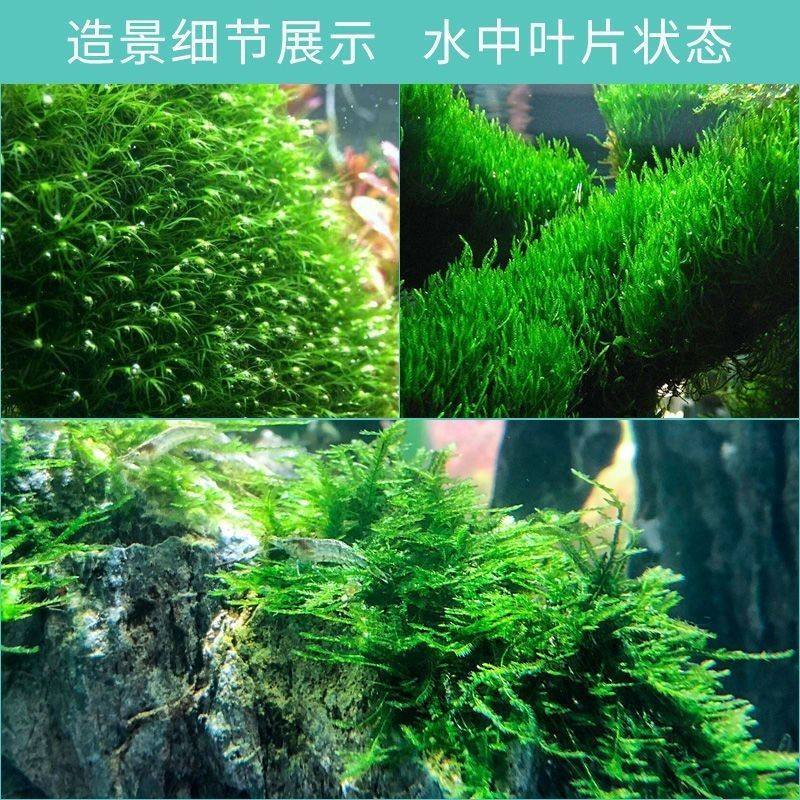 鱼缸莫斯水草植物慕斯片散装莫丝树球沉木大三角垂泪前景造景阴性,宠物/宠物食品及用品,造景/装饰,淘宝优惠券,粉丝福利购,淘宝优惠卷
