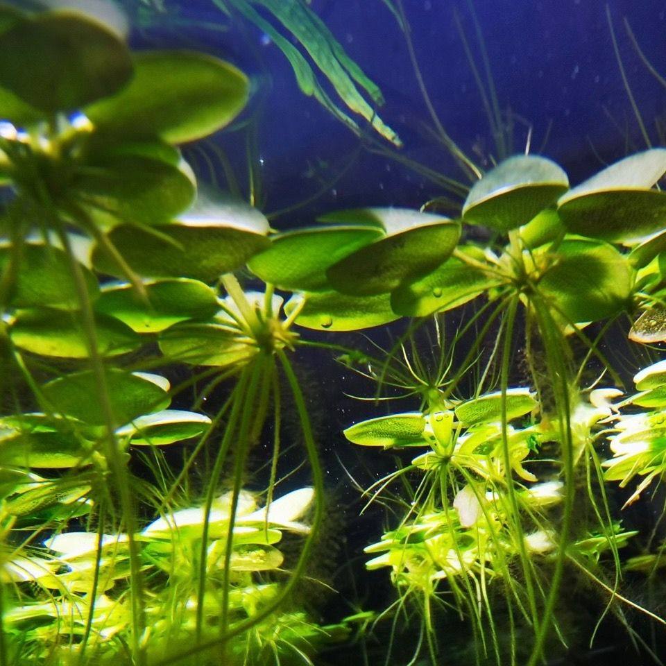 肚兜萍浮萍造景兔耳萍水族箱水培鱼龟缸真水草净化水质活体微景观,宠物/宠物食品及用品,造景/装饰,淘宝优惠券,粉丝福利购,淘宝优惠卷