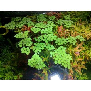 槐叶浮萍生态鱼缸微景盆景造景装饰水面植物净化水质活体水草淡水