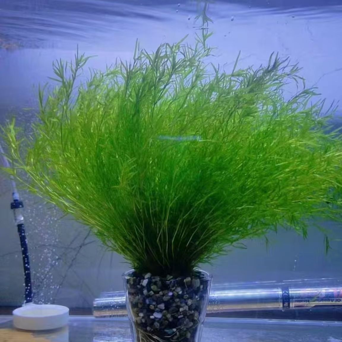 印度竹节草养不死水草鱼图片