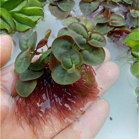 红毛丹浮萍水草寄居蟹乌龟增氧水草鱼缸小型宠物底砂水生植物水培,宠物/宠物食品及用品,造景/装饰,淘宝优惠券,粉丝福利购,淘宝优惠卷