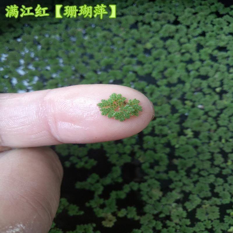 满江红珊瑚萍古法水质鱼虾增氧斗鱼浮萍繁殖水草红绿随机,鲜花速递/花卉仿真/绿植园艺,海藻球,淘宝优惠券,粉丝福利购,淘宝优惠卷