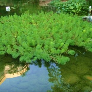 狐尾草水生植物可净化水质河道工程  可养鱼养虾养龟净化作用等