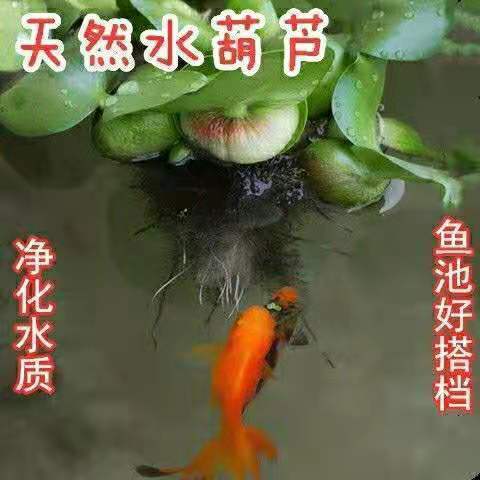 水葫芦水培养植物养龟养鱼缸池塘景观净化水质养黄鳝水草种苗
