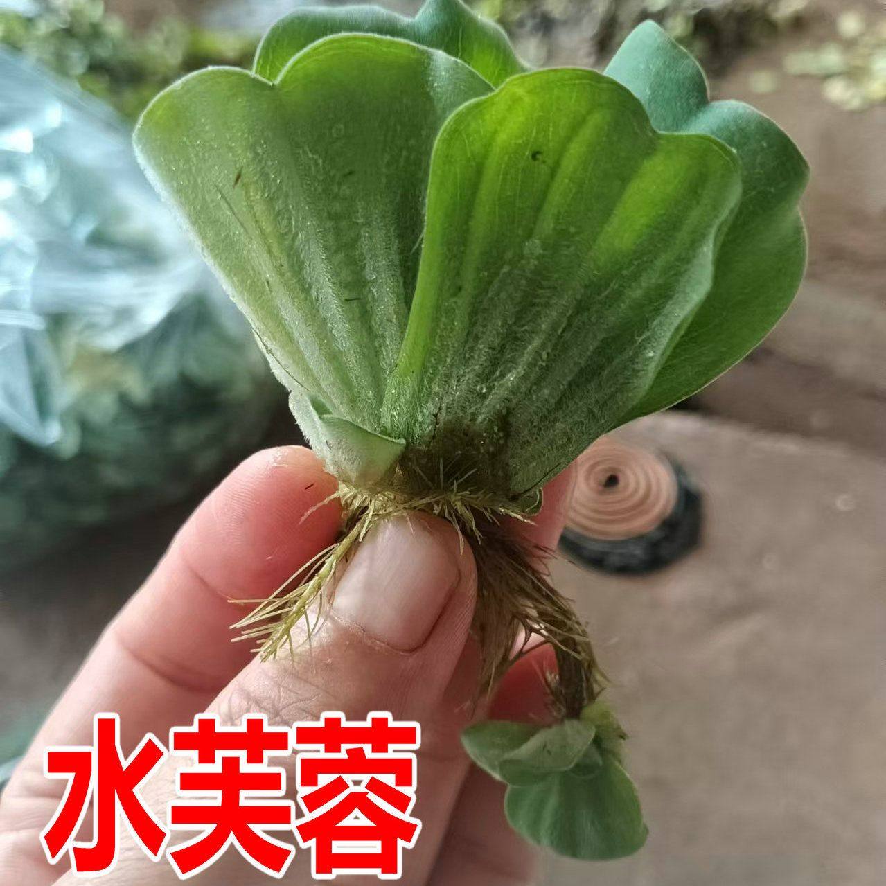 水芙蓉浮萍懒人水草净化植物水质养虾鱼缸造景水生植物水培养鱼,鲜花速递/花卉仿真/绿植园艺,海藻球,淘宝优惠券,粉丝福利购,淘宝优惠卷