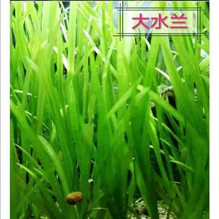 水兰水草活体大小水兰阴性前后景草鱼缸造景草细叶水兰北美水兰