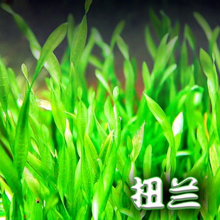 纽兰水兰原生缸植物造景无需二氧化碳新手好养阴性水草扭兰中后景
