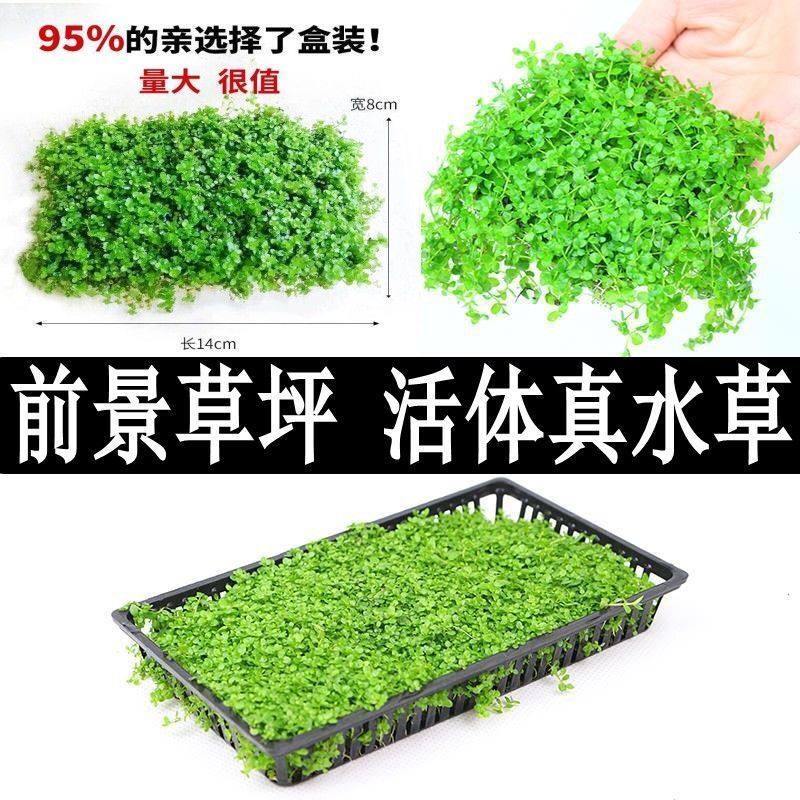阴性水草前景草造景趴地珍珠鱼缸水草植物增氧爬地大珍珠莫斯沉木,宠物/宠物食品及用品,造景/装饰,淘宝优惠券,粉丝福利购,淘宝优惠卷