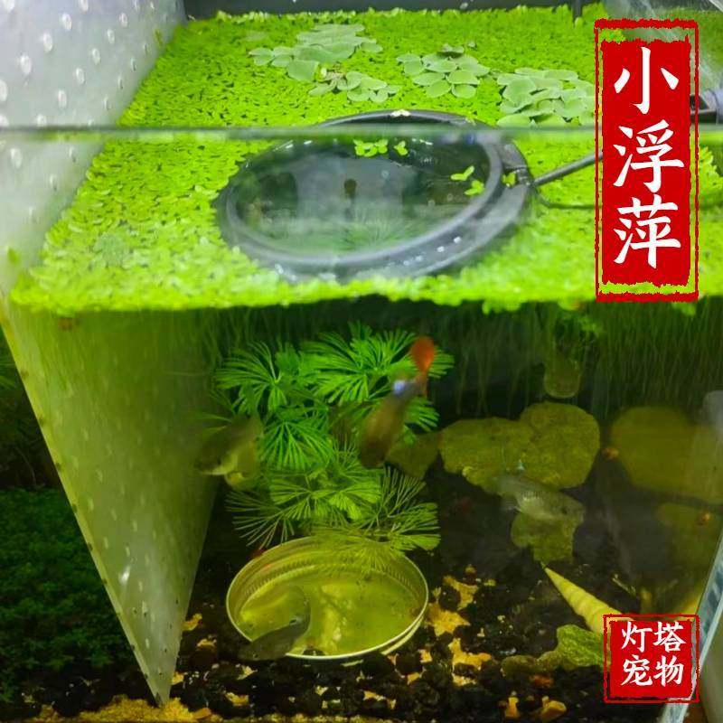 鱼缸造景小浮萍浮性水草鱼缸龟缸躲避水族养鱼净化水质小芝麻浮萍,鲜花速递/花卉仿真/绿植园艺,海藻球,淘宝优惠券,粉丝福利购,淘宝优惠卷