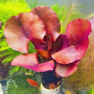 红荷根真水草鱼缸水族箱懒人造景红河根中景后景水草会开花的水草