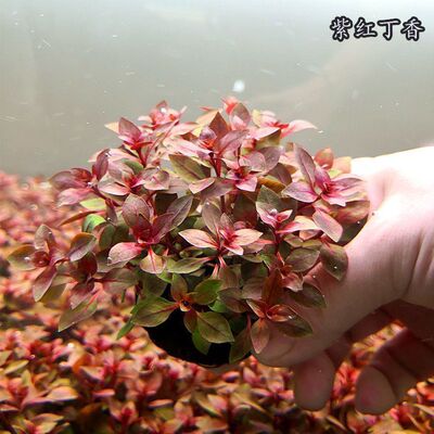 新手红色好养紫红丁香坨