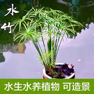 水竹龟缸水培植物龟水竹盆栽水棕竹鱼缸水池塘客厅旱伞草风车草