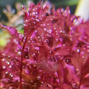 迷你红蝴蝶水草中后景水下叶打头草淡水植物草缸造景活体真水草