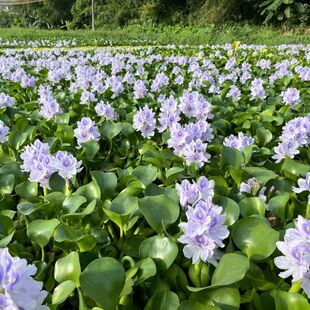 会开花水葫芦净化水质水族的好伴侣水生植物水草增氧水池绿化
