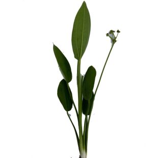 阿根廷皇冠水草后景草会开花增氧水培组合净化水质阿根廷皇冠坨草