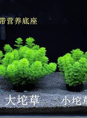 绿菊坨草增氧真水草鱼缸