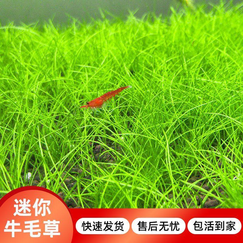 正宗迷你牛毛无菌杯无需二氧化碳无菌无藻无螺净化牛毛水草毡造景,鲜花速递/花卉仿真/绿植园艺,海藻球,淘宝优惠券,粉丝福利购,淘宝优惠卷