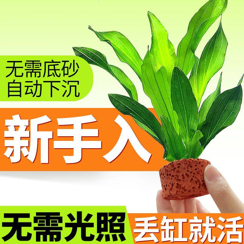 火山石水草植物鱼缸造景蜈蚣草真草水培水榕阴性绿菊净化水质套餐,鲜花速递/花卉仿真/绿植园艺,海藻球,淘宝优惠券,粉丝福利购,淘宝优惠卷