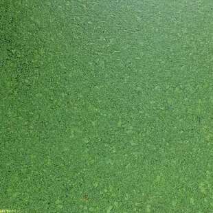 新鲜芝麻小浮萍净化水质喂金鱼虾蟹龟鸡鸭紫背浮萍天然水草小青萍