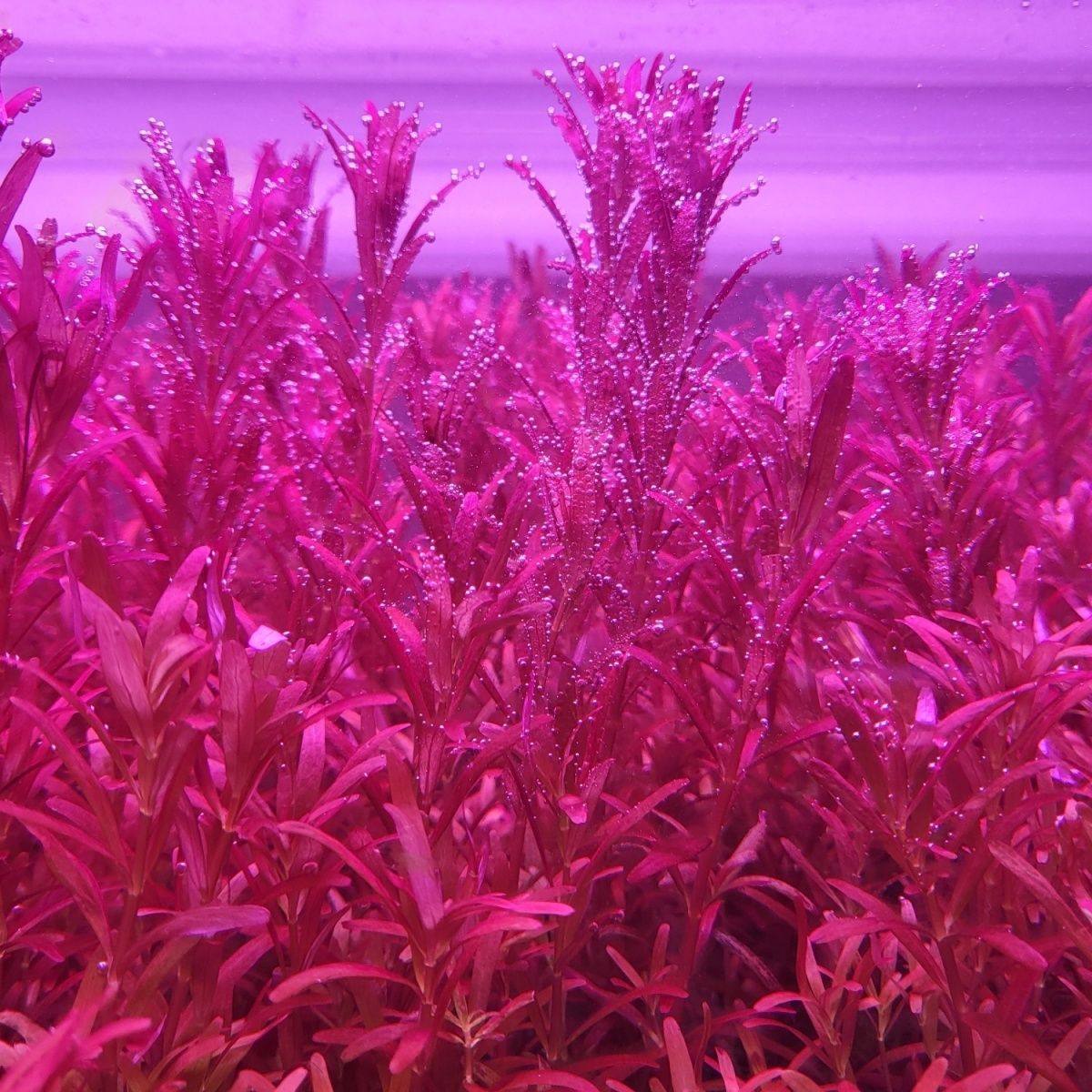 新加坡红宫廷水下叶造景水草缸鱼缸增氧好养新手懒人开缸大棵植物