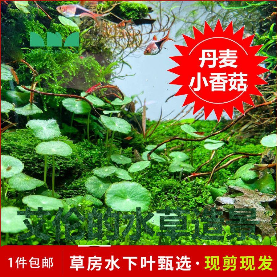 鱼缸的水草造景丹麦小香菇水下叶铜钱草鱼缸草缸中前景种上就发财,宠物/宠物食品及用品,造景/装饰,淘宝优惠券,粉丝福利购,淘宝优惠卷