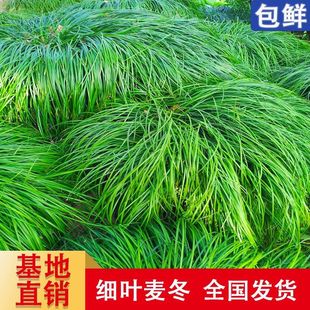 细叶麦冬草四季常青耐寒别墅庭院绿化植物沿阶草玉龙草长叶麦冬草