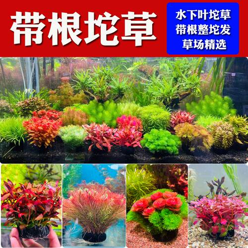 Aquaroom|全能水草天堂