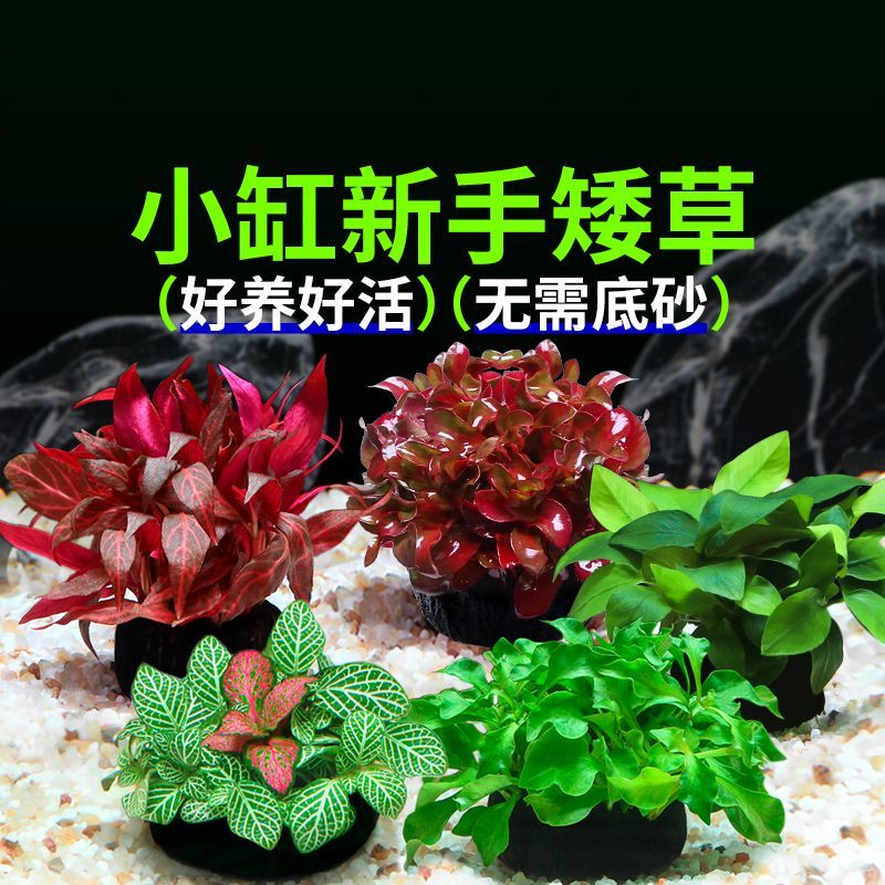 鱼缸水草植物懒人沉底养图片