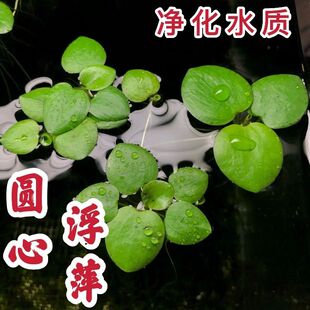 水草浮萍圆心萍净化水质水培绿植庭院办公室鱼虾龟缸造景漂浮水草