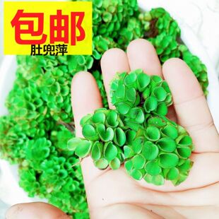 肚兜萍鱼虾龟草缸造景浮萍净化水质水培漂浮增氧除NO3阴性淡水草