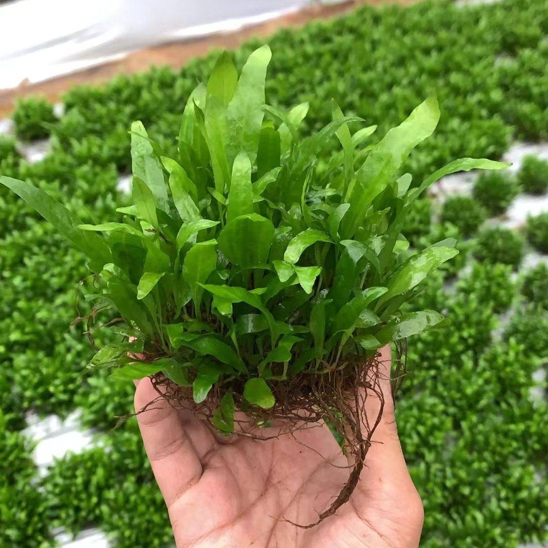 鱼缸装饰造景绿植细叶铁皇冠网片鹿角铁沉木沉底观赏植物增氧水草,宠物/宠物食品及用品,造景/装饰,淘宝优惠券,粉丝福利购,淘宝优惠卷