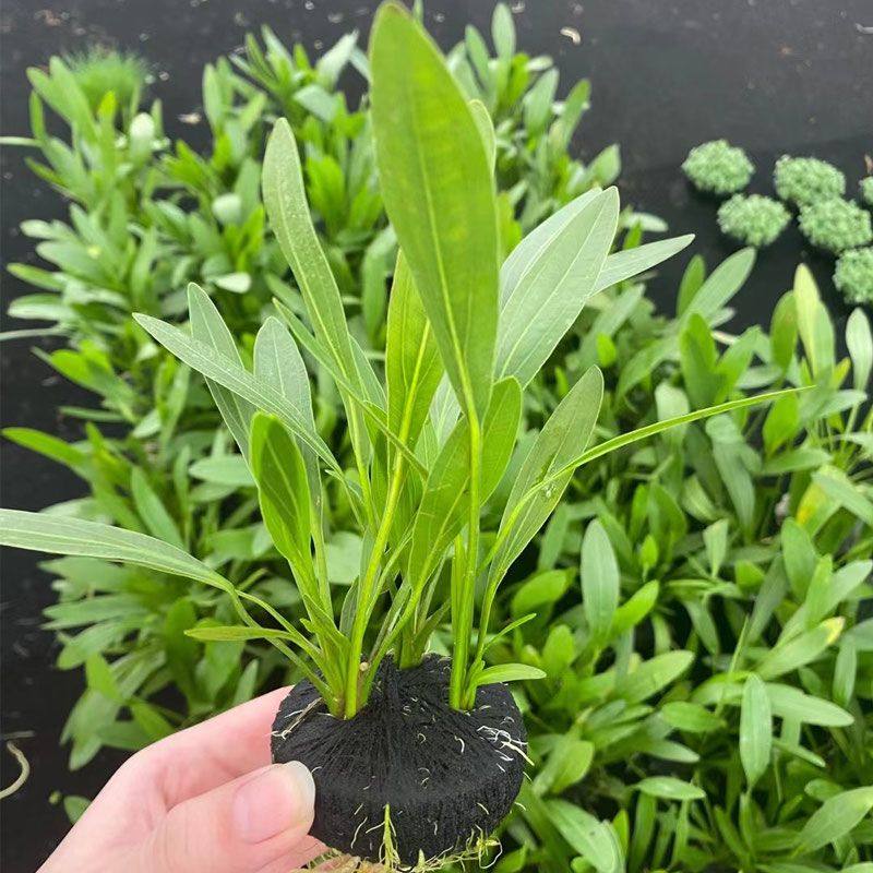 绿九冠小坨草缸鱼缸造景水草场直发懒人水培增氧淡水水草阴性植物,宠物/宠物食品及用品,造景/装饰,淘宝优惠券,粉丝福利购,淘宝优惠卷