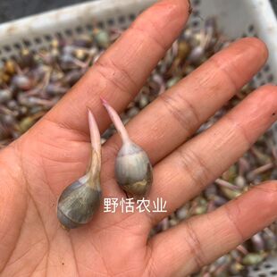 重瓣茨菇包对版挺水植物燕尾草古法鱼缸慈姑茨菰水培鱼池龟缸