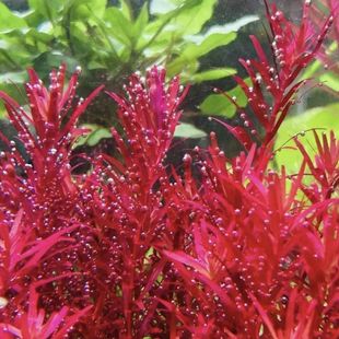 新手入门新加坡血红宫廷水下叶打头草中后景荷兰景草缸红宫廷水草