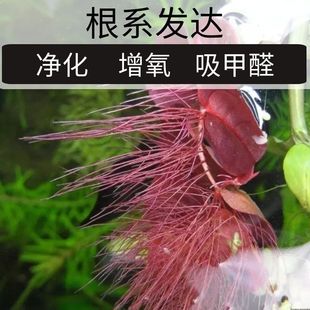 圆心水质净化水草鱼缸造景浮萍水培增氧兜兜槐叶