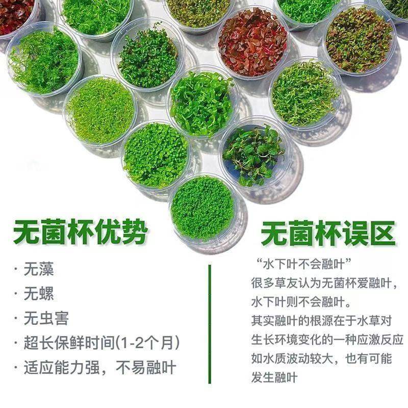 无菌杯水草挖耳草地毯鱼缸造景淡水活体前景懒人无菌增氧,鲜花速递/花卉仿真/绿植园艺,海藻球,淘宝优惠券,粉丝福利购,淘宝优惠卷